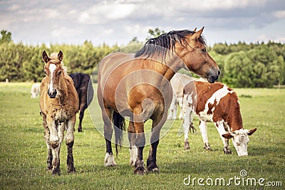 Horses and cows on the meadow. Summer grassland at agriculture. Stock Photo