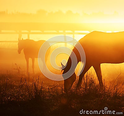 Horses at dawn in the mist Stock Photo