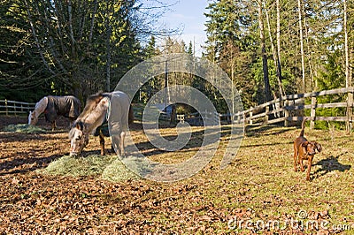 Horses and dog in corral Stock Photo