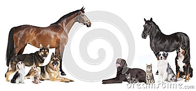 Horses and dogs collage Stock Photo