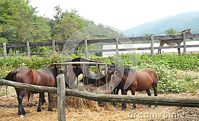 Horses and a donkey Stock Photo