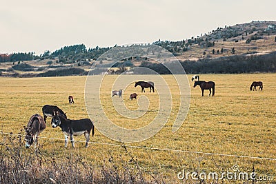 Horses and donkeys graze on the meadow Stock Photo
