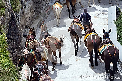 Horses and donkeys on the island of Santorini - the traditional transport for tourists. Animals on Editorial Stock Photo