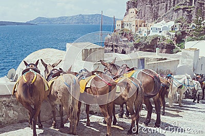 Horses and donkeys on the island of Santorini - the traditional transport for tourists. Stock Photo