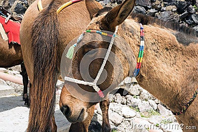 Horses and donkeys on the island of Santorini - the traditional transport for tourists. Stock Photo