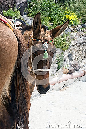 Horses and donkeys on the island of Santorini - the traditional transport for tourists. Stock Photo