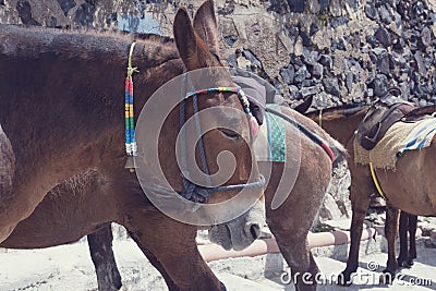 Horses and donkeys on the island of Santorini - the traditional transport for tourists. Stock Photo