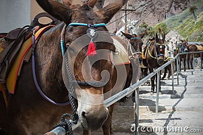 Horses and donkeys on the island of Santorini - the traditional transport for tourists. Stock Photo