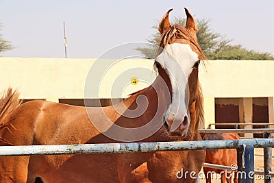 Horses/donkeys/mule at National Research Centre on Equines, Bikaner Editorial Stock Photo