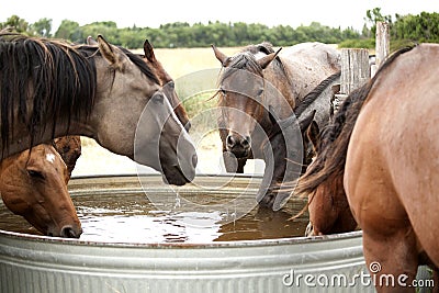 Horses drinking water from the tank Stock Photo