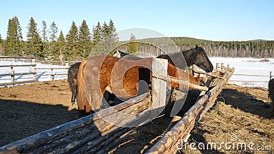 Horses eating grass. Well-groomed beautiful strong horse chewing hay Stock Photo