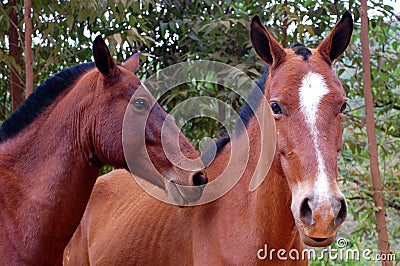 Horses Faces Stock Photo