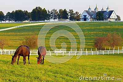 Horses on the Farm Stock Photo