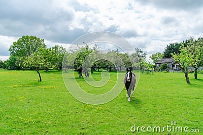 Horses on a farm in rural Kent Stock Photo
