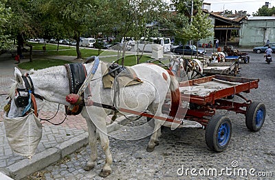 Horses feed on a street in Bergama in Turkey. Editorial Stock Photo