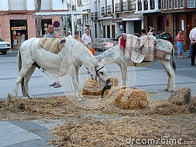 Horses feeding in town square Editorial Stock Photo