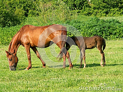 Horses in a field Stock Photo