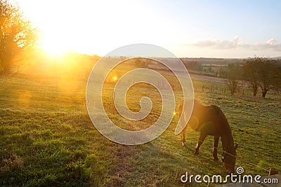 Horses in field with strong sunshine Stock Photo