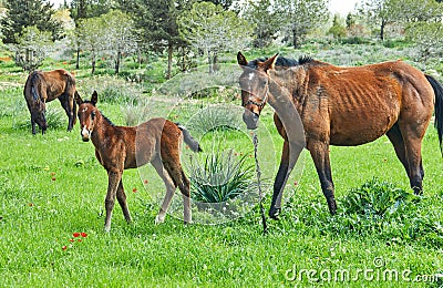 Horses with a foal grazing on the grass with blooming anemones, Israel in the spring Stock Photo