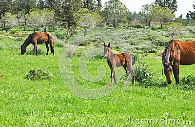 Horses with a foal grazing on the grass with blooming anemones, Israel in the spring Stock Photo