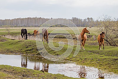 Horses and foal grazing in the pasture Stock Photo