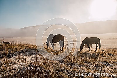 Horses and foals graze at dawn in the meadow. Natural habitat of wild animals. Dawn of the pasture in the fog. Sunny pasture dawn Stock Photo