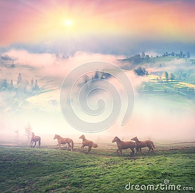 Horses in the fog at dawn Stock Photo