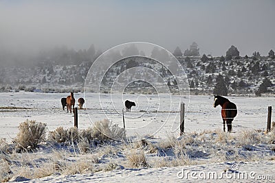 Horses in a Foggy Winter Field Stock Photo