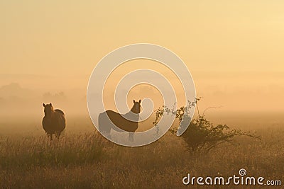 Horses in a foggy field Stock Photo