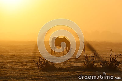 Horses in a foggy landscape at sunrise Stock Photo