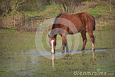 Horses free on a field in Argentina Stock Photo