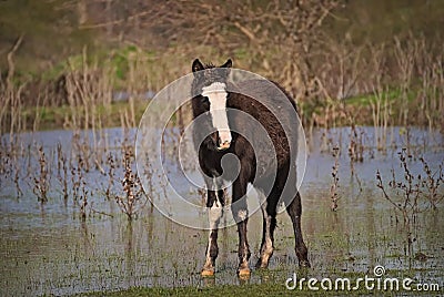 Horses free on a field in Argentina Stock Photo