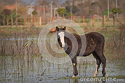 Horses free on a field in Argentina Stock Photo