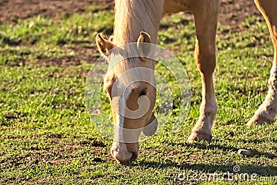 Horses free on a field in Argentina Stock Photo