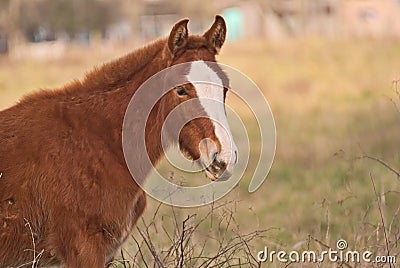 Horses free on a field in Argentina Stock Photo