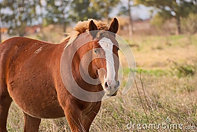 Horses free on a field in Argentina Stock Photo