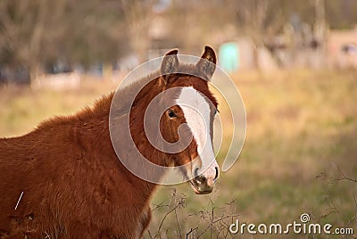 Horses free on a field in Argentina Stock Photo