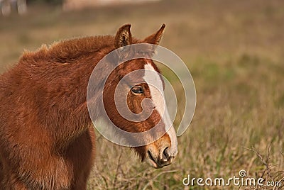 Horses free on a field in Argentina Stock Photo