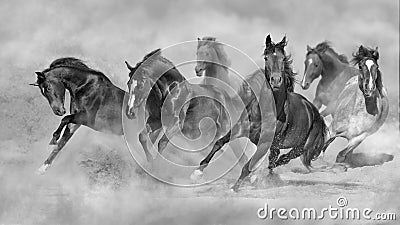 Horses free run Stock Photo