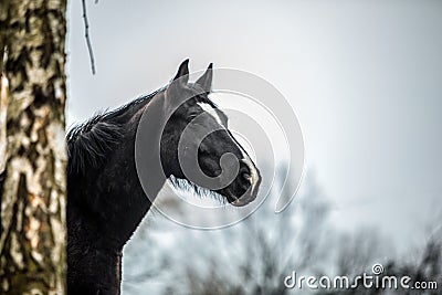 Herd of horses in the forest Stock Photo