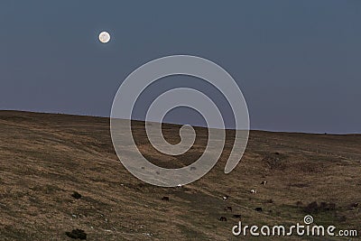 Horses and full moon Stock Photo