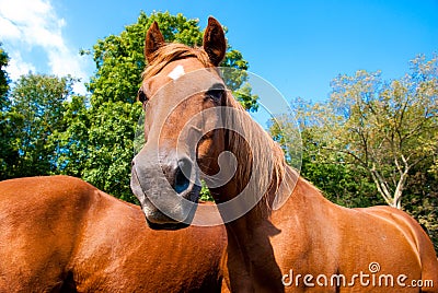 Horses with a funny face Stock Photo