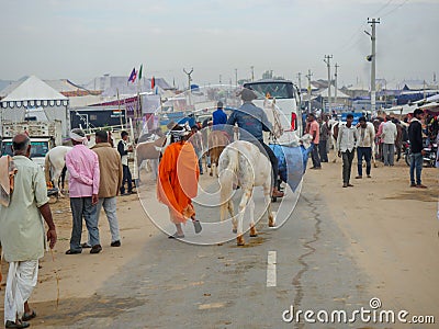 Horses gathered for trade at Indiaâ€™s top cattle festival at Pushkar Camel Fair. Editorial Stock Photo