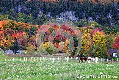 Horses gazing in fall colors of Niagara escarpment Stock Photo