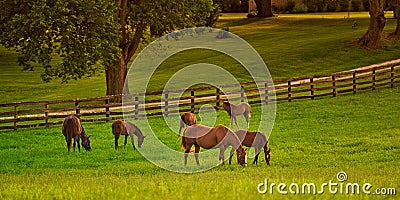 Horses gazing in a field at sunset Stock Photo