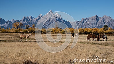 Horses in Grand Teton National Park Stock Photo