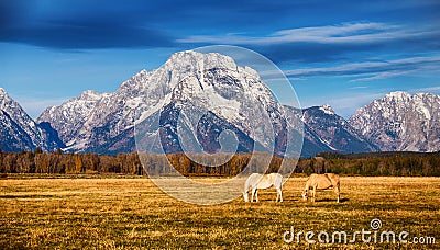 Horses in the Grand Teton National Park Stock Photo