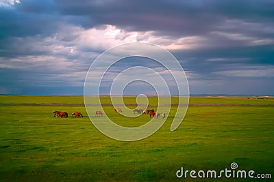 Horses in grassland Stock Photo