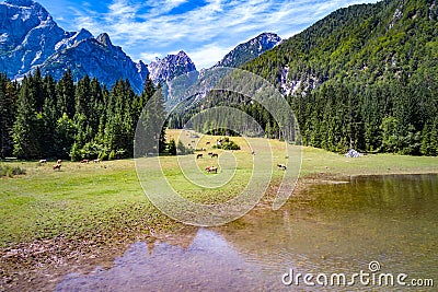 Horses graze on green field.Lake Lago di Fusine Superiore Italy Stock Photo