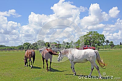 3 horses graze on a Homestead, FL farm Editorial Stock Photo